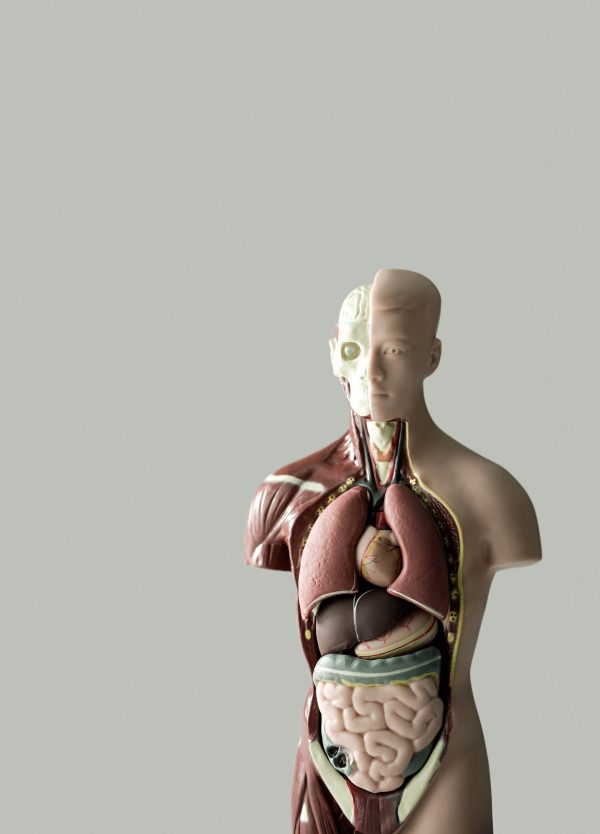 Anatomical model of the human body
